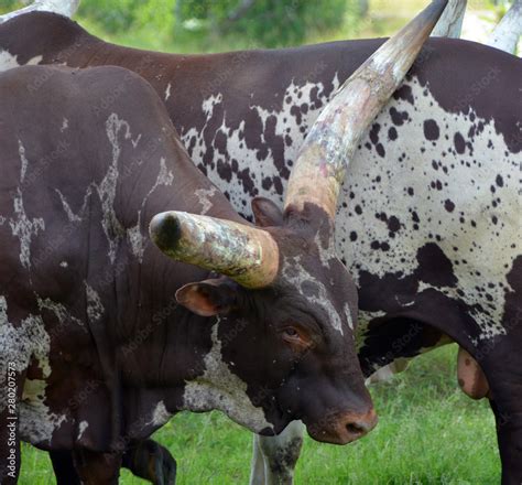 Ankole-Watusi is a modern American breed of domestic cattle. It derives ...