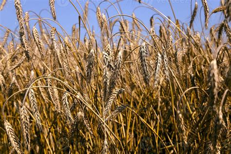 mature rye . harvest 9547689 Stock Photo at Vecteezy