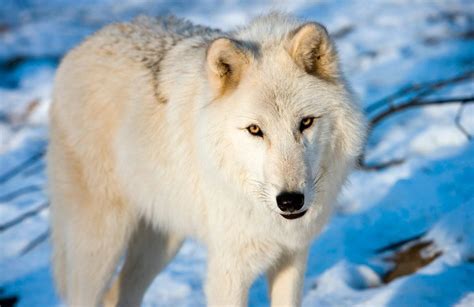 Pelaje del lobo ártico :: Imágenes y fotos