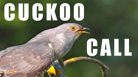 Bird sounds - CUCKOO call - YouTube