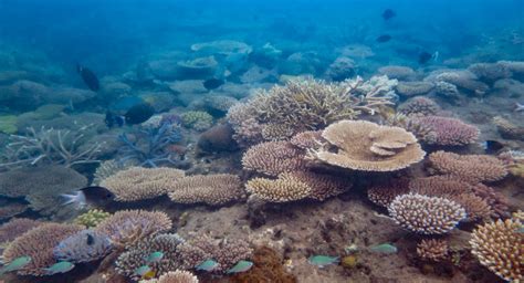 Coral cover's up, but critical risks remain in Reef recovery - Great Barrier Reef Foundation