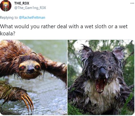 Wet Koala Bear Meme Kill It With Fire