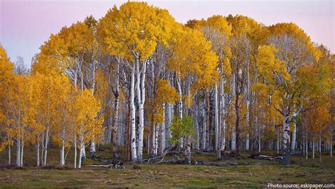 Interesting facts about birch trees | Just Fun Facts