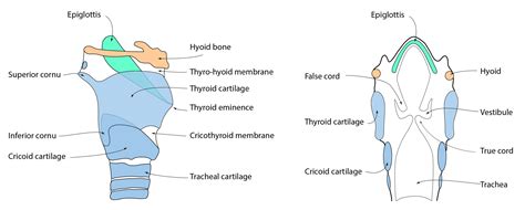 Tracheal Cartilage Diagram