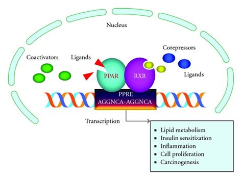 Ppar Gamma Signaling Pathway