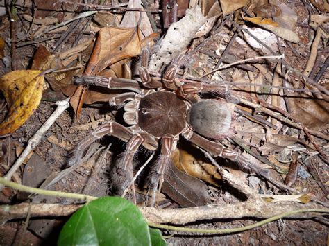 What is a Goliath Bird-Eating Tarantula?