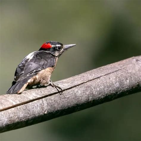 Hairy Woodpecker - Facts, Diet, Habitat & Pictures on Animalia.bio