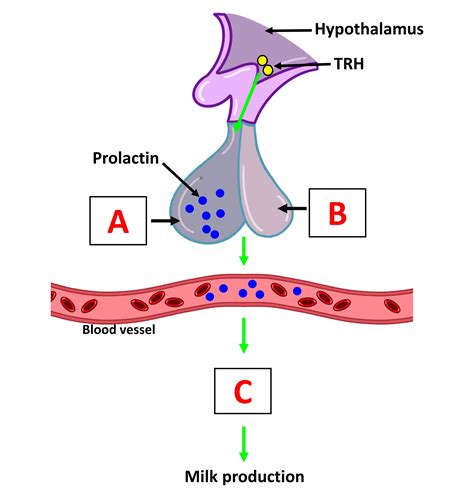 Milk production is controlled by the prolactin hormone. Identify ... | Channels for Pearson+