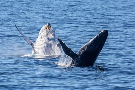 Humpback Whale Predators | Australia Whale Experience