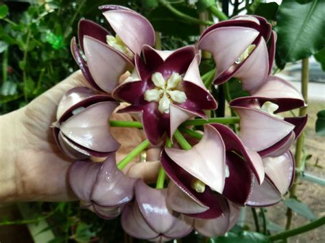 Flower Homes: Hoya Flowers