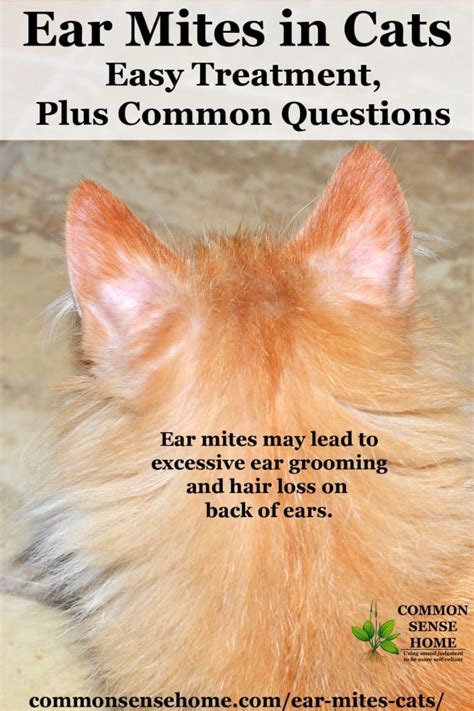 Ear Mites in Cats - Easy Treatment, Plus Common Questions