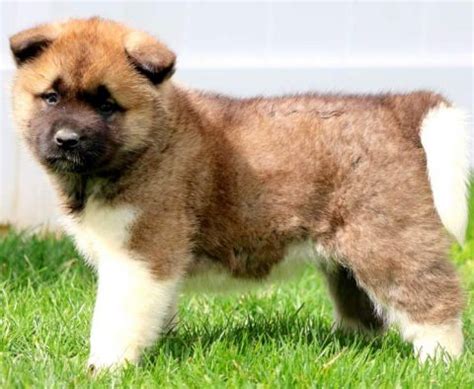 Akita Puppies For Sale | Akita Puppy Adoption | Keystone Puppies