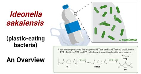 A Guide to Ideonella sakaiensis (Plastic-Eating Bacteria)