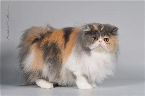 Lilac Calico Persian is beautiful #calicocatshorthair | Cute cats and kittens, Cats, Persian kittens