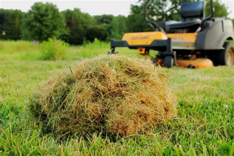 What Happens If You Don't Pick Up Grass Clippings | Storables