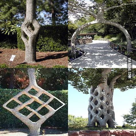 Tree Shaping - 9GAG