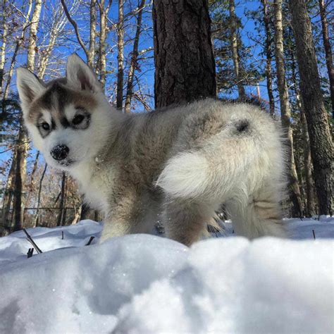 8 Amazing Facts About Siberian Huskies