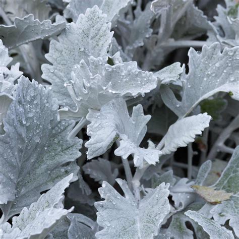 Senecio Cineraria Dusty Miller | ubicaciondepersonas.cdmx.gob.mx