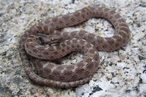 Desert Nightsnake | Deserts, Snake, Animals