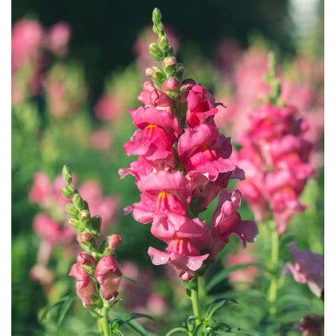 Pink Snapdragon Flower Seeds