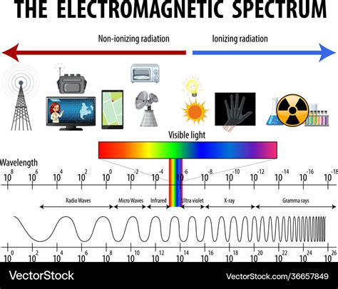 Science electromagnetic spectrum diagram Vector Image