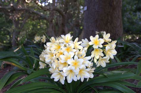 Clivia miniata (Clivia, Clivia Lily, Flame Lily, Kaffir Lily, September Lily) | North Carolina ...