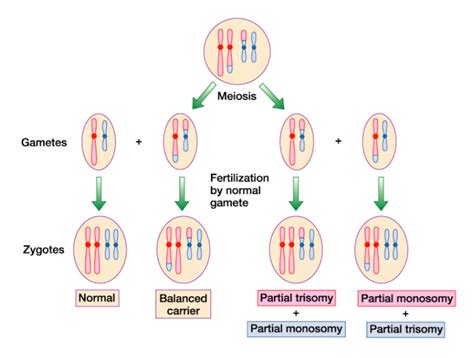 human biology - How can a chromosome translocation in somatic cells lead to disease? - Biology ...