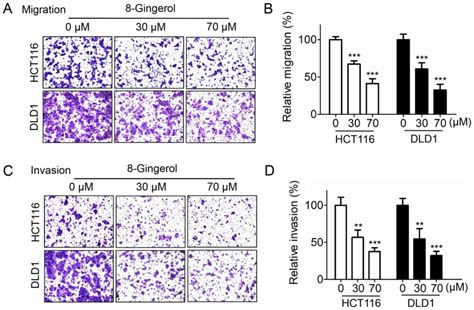 8‑Gingerol regulates colorectal cancer cell proliferation and migration through the EGFR/STAT ...