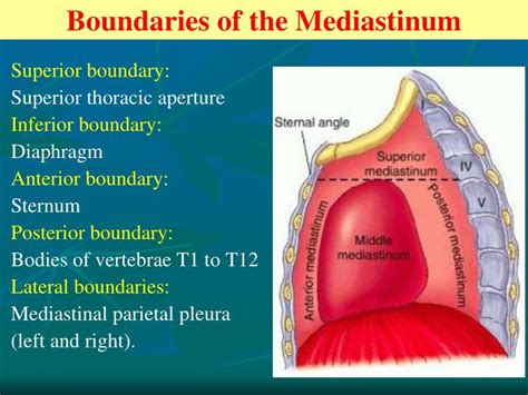 PPT - Mediastinum PowerPoint Presentation - ID:5617803