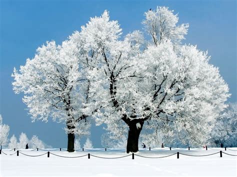 white-tree-wallpapers-2 | Winter wallpaper, Scenery wallpaper, Snow scenes