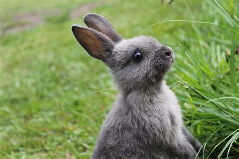 13 Grey Rabbit Breeds - Pet Breeezy