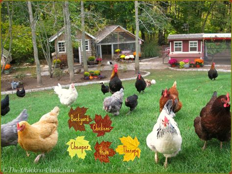 Tips for Selecting Chicken Breeds-The Breed I Need! | The Chicken Chick®