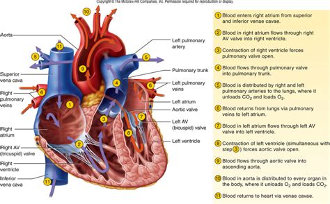 Printable Blood Flow Through The Heart Diagram - bmp-point