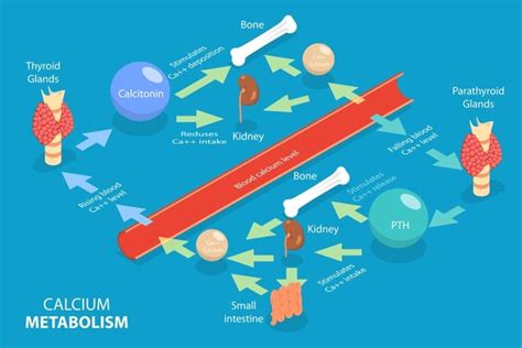 64 Calcium Absorption Icon Images, Stock Photos, 3D objects, & Vectors | Shutterstock