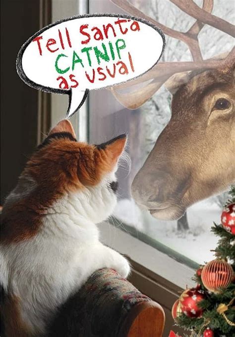 10 Cute and Funny Cat Christmas Cards • Absolute Christmas