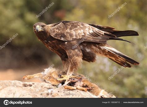 Hunting golden eagle Stock Photo by ©paolo-manzi 159336712