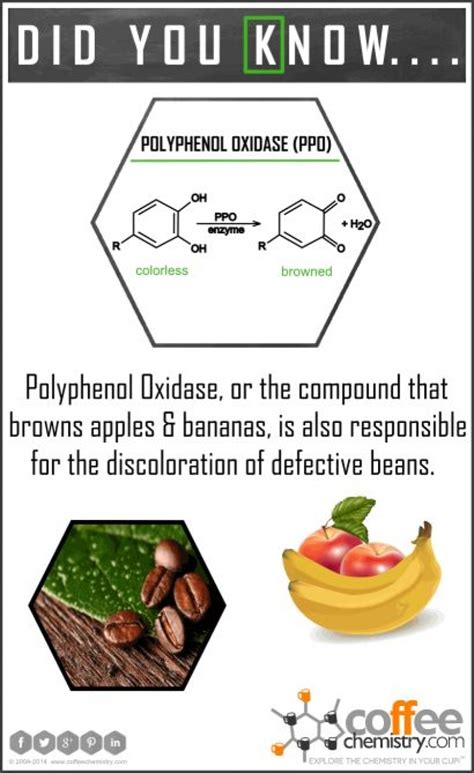 Polyphenol Oxidase | coffeechemistry.com