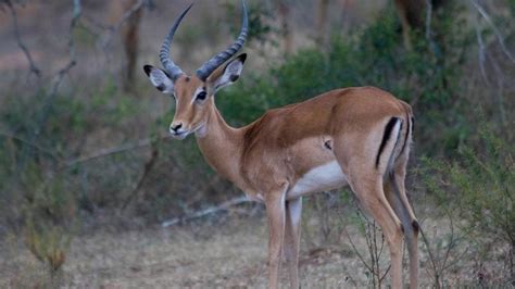 African Animals: Gazelle