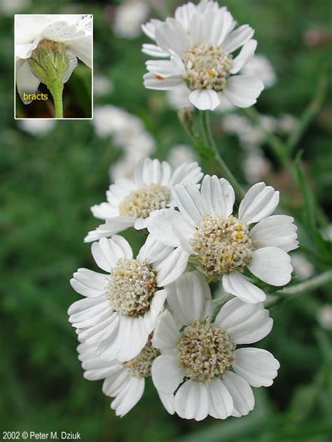 Achillea ptarmica (Sneezewort): Minnesota Wildflowers