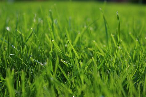 1920x1200 wallpaper | green grass | Peakpx