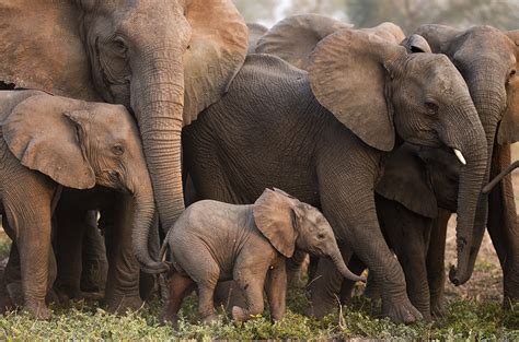 Civil war drove these elephants to lose their tusks—through evolution ...