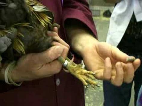 Removing a rooster's spurs - YouTube