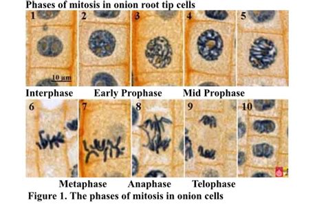 Solved Part 3: You will look at a microscope image of onion | Chegg.com