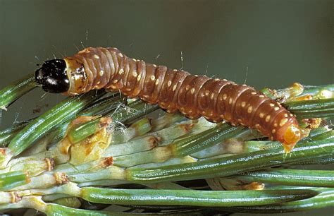 Gros Morne Considers Unusual Spruce Budworm Spraying Request