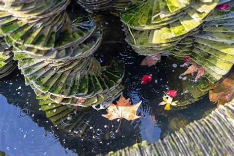 Top 10 Best Wildlife Pond Edging Ideas - Gardenia Organic