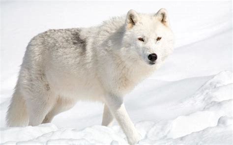 Adaptations - Arctic Wolf