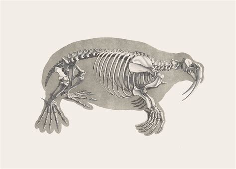 Walrus Skeleton – Product — The Public Domain Review