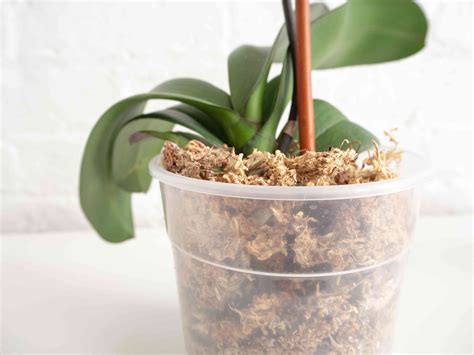 Orchid: Plant Care & Growing Guide