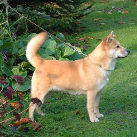 Jindo Dog Breed Information - American Kennel Club