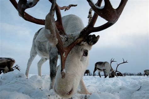 Sami reindeer herder experience